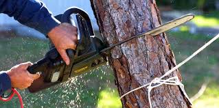 How Our Tree Care Process Works  in  Sanger, TX